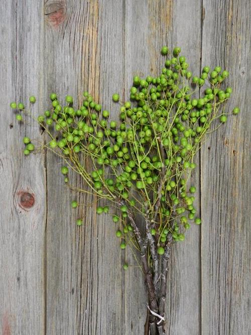 CHINA BERRY  GREEN BERRIES